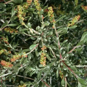 Grayia spinosa, Saline Valley, Northern Mojave Desert