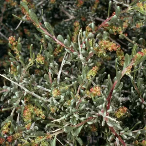Grayia spinosa, Saline Valley, Northern Mojave Desert