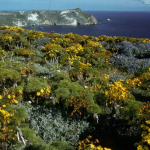 Coreopsis, Lupinus albifrons, Cuyler Harbor from Cabrillo Monument, San Miguel Island