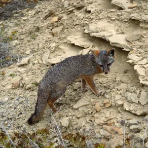 island fox, base of NAVFAC grade, San Nicolas Island