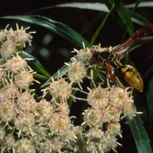 wasp on Baccharis salicifolia, Cherry Cove, Santa Catalina Island