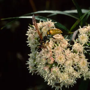 wasp on Baccharis salcifoloa, Cherry Cove, Santa Catalina Island