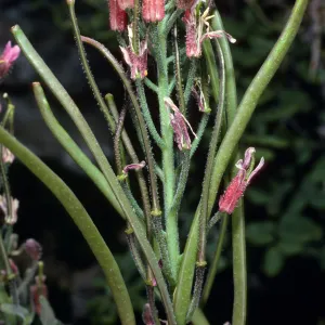 Arabis hoffmannii, North of Buena Vista, Santa Cruz Island