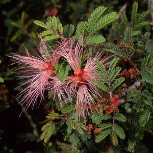 Calliandra Eriophylla, Santa Barbara Botanic Garden