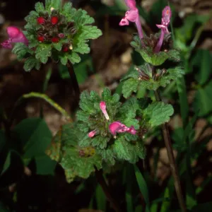Lamium amplexicaulis, Santa Barbara Botanic Garden