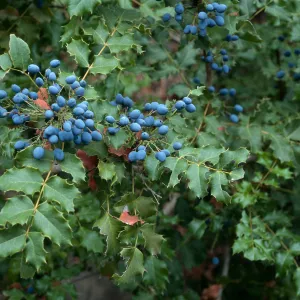 Mahonia pinnata pinnata, Arroyo Section, Santa Barbara Botanic Garden