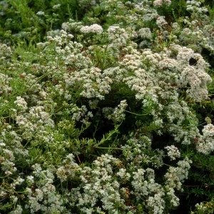 Eriogonum fasciculatum, Porter Trail, Santa Barbara Botanic Garden