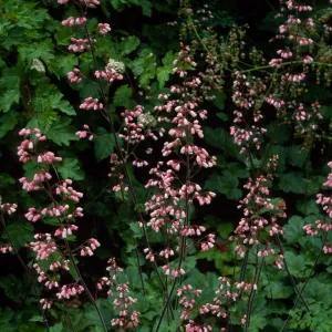 Heuchera ‘Rosada’, Santa Barbara Botanic Garden