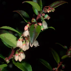 Vaccinium ovatum, Arroyo Section, Santa Barbara Botanic Garden