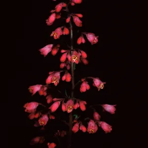 Heuchera, Santa Barbara Botanic Garden