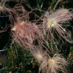 Fallugia paradoxa, Santa Barbara Botanic Garden