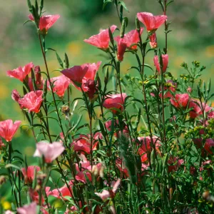Clarkia, Santa Barbara Botanic Garden