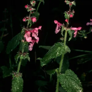 Stachys bullata, Santa Barbara Botanic Garden