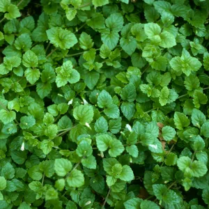 Satureja douglasii, Santa Barbara Botanic Garden