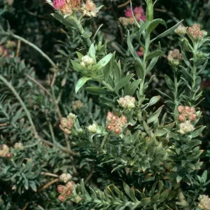 Pluchea sericea, Harmony Borax Works, Death Valley