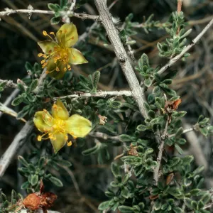 Coleogyne ramosissima, road to Wildrose Charcoal kilns, Death Valley