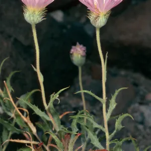 Machaeranthera tortifolia, near Scottys Castle, Death Valley
