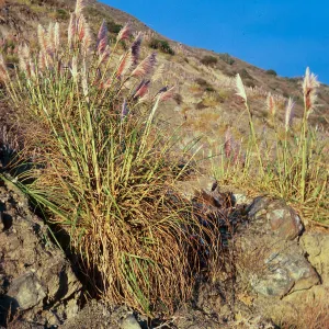 Cortaderia, Highway 1, South of Plaskett Creek, Monterey County