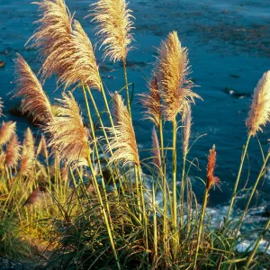 Cortaderia, Highway 1, South of Plaskett Creek, Monterey County
