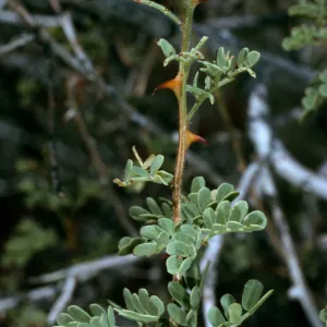 Acacia greggii foliage & claws, Joshua Tree National Park