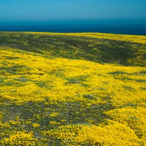 Lasthenia californcia, Northeast end, Santa Barbara Island