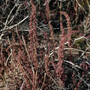 Amaranthus fimbriatus, Joshua Tree National Park