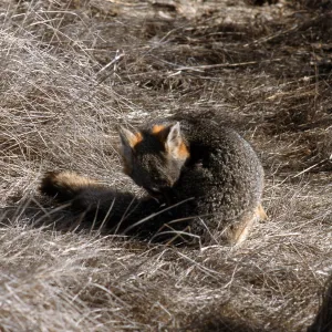 island fox, KBRT Road, Catalina Island