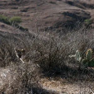 island fox, KBRT Road, Catalina Island