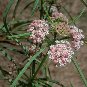 Asclepias fascicularis, Cherry Cove, Catalina Island