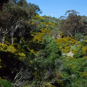 Eucalyptus & Genista (Cystis) linifolia, Hamilton Canyon, Santa Catalina Island
