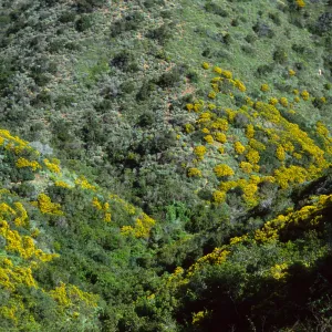 Eucalyptus & Genista (Cystis) linifolia, Hamilton Canyon, Santa Catalina Island