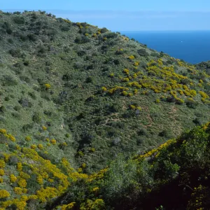 Genista (Cytisus) linifolia, Hamilton Canyon, Santa Catalina Island