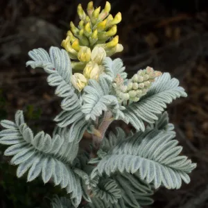 Astragalus pychostachyus lanosissimus, Ventura