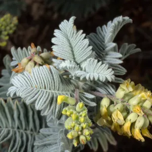 Astragalus pychostachyus lanosissimus, Ventura