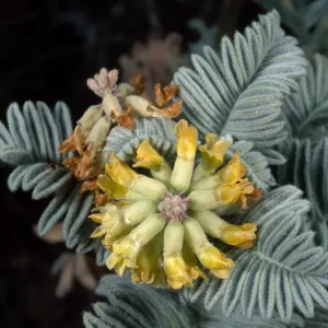 Astragalus pychostachyus lanosissimus, Ventura