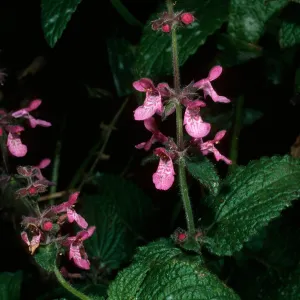 Stachys bullata, Coon Creek, Montaña de Oro State Park, Morro Bay
