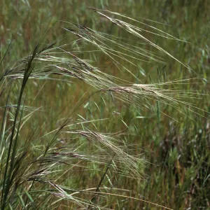 Nassella pulchra, near “Malo”, San Clemente Island