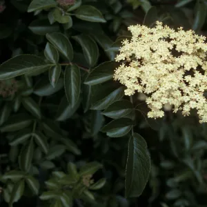Sambucus mexicana, Calle poniente, Santa Barbara