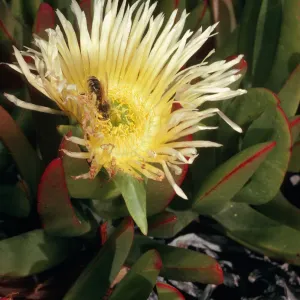 Carpobrotus edulis, dunes at Ocean Park Beach, Surf, California
