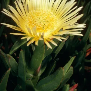 Carpobrotus edulis, dunes at Ocean Park Beach, Surf, California