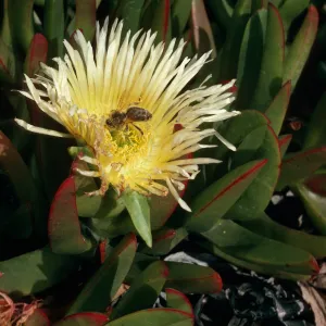 Carpobrotus edulis, dunes at Ocean Park Beach, Surf, California
