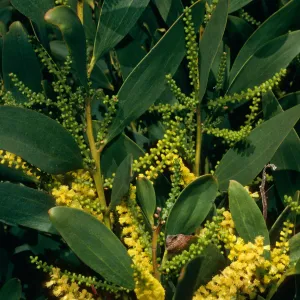 Acacia longifolia, dunes at Ocean Park Beach, Surf, California