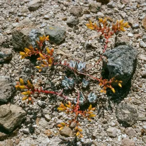 Dudleya greenei “nana”, East Point, Santa Rosa Island