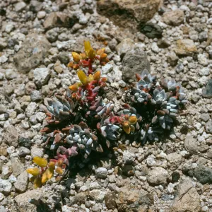 Dudleya greenei “nana”, East Point, Santa Rosa Island