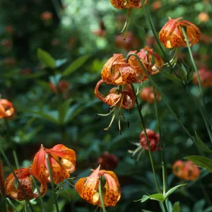 Lilium pardaunum, below Lower Bear Camp, Sisquoc River, Santa Barbara County