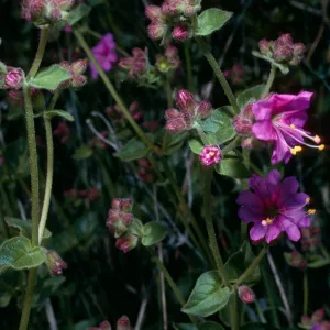 Mirabilis californica, Calle Poniente, Santa Barbara