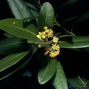 Umbellularia, Rattlesnake Canyon, Santa Barbara County