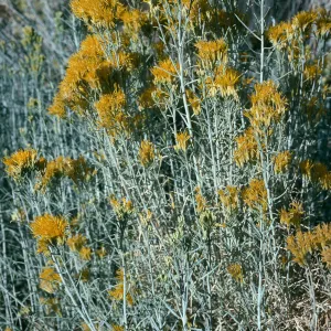 Chrysothamnus nauseus, Dome Springs area, Los Padres National Forest
