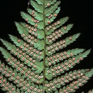 Dryopteris arguta, West Camino Cielo, Santa Barbara County