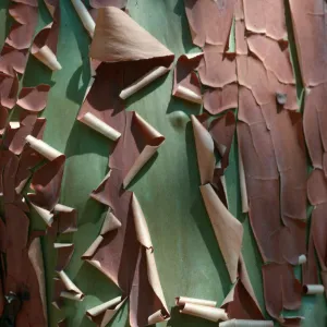 Arbutus menziesii (bark), West Cuesta ridge, San Luis Obispo County